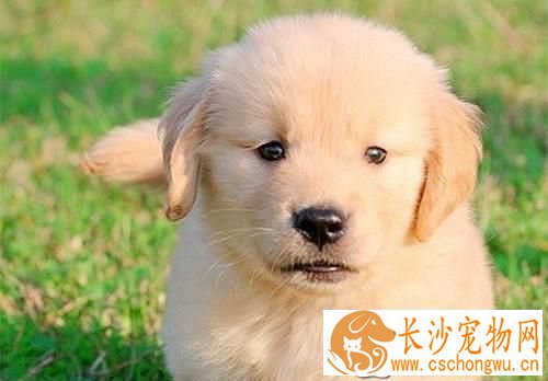 金毛能吃大白菜吗 金毛能吃什么蔬菜