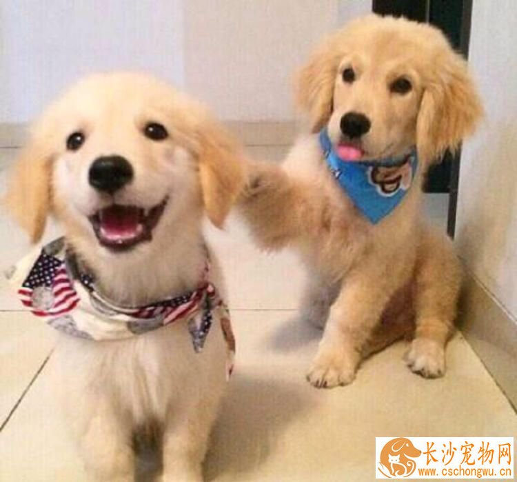 金毛为什么不能吃巧克力 金毛吃了巧克力怎么办