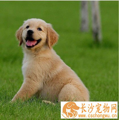 怀孕的金毛不能吃啥 怀孕后还需要注意哪些