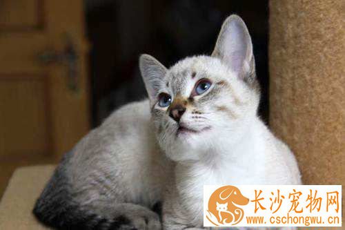暹罗猫掉毛严重怎么办 暹罗猫掉毛的解决方法
