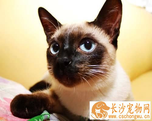 暹罗猫不爱吃饭还呕吐 暹罗猫呕吐的几大原因