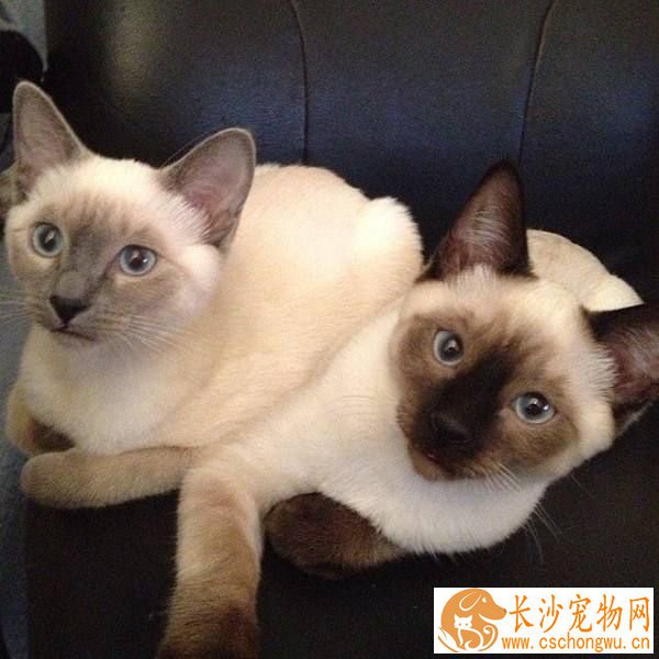 暹罗猫多大发情 发情的特征有哪些呢
