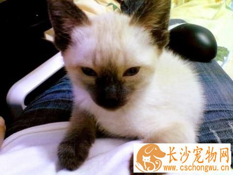 暹罗猫踩奶是怎么回事 最大原因是猫的恋母情结