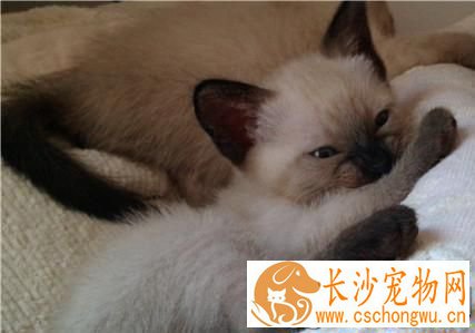 暹罗猫乱咬东西 暹罗猫乱咬东西怎么办