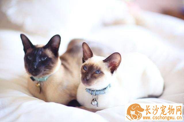 暹罗猫晚上一直叫怎么办 暹罗猫晚上一直叫的原因