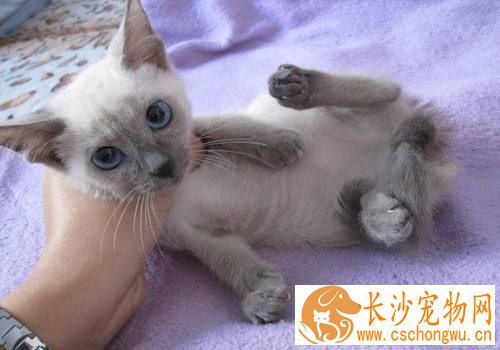 暹罗猫咬人打针吗 被咬伤后如何进行处理