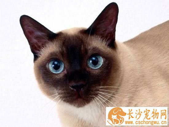 暹罗猫吃什么有营养 暹罗猫怎么喂比较好