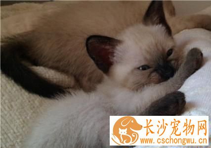 暹罗猫颜色分类 暹罗猫的十大分类