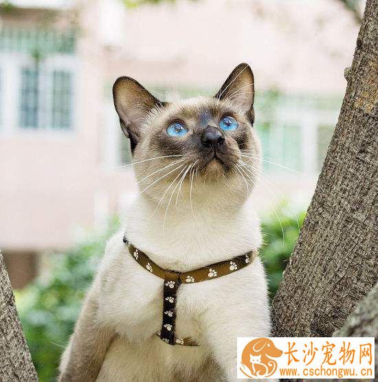 暹罗猫吃什么零食好 自制零食给暹罗猫吃是最好的