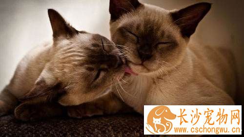暹罗猫不会用猫砂盆 暹罗猫不用猫砂盆的原因