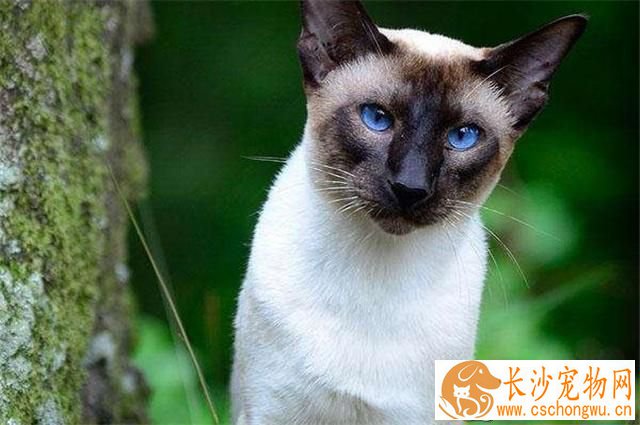 怎么让暹罗猫尿在猫砂 需要训练暹罗猫使用猫砂