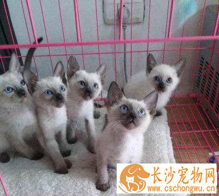 暹罗猫早上不停的叫 暹罗猫早上不停叫怎么解决