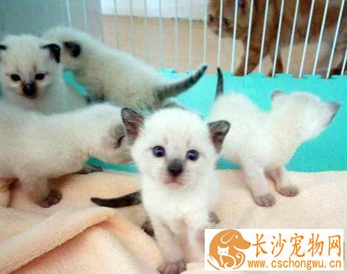 暹罗猫晚上安静吗 暹罗猫晚上闹腾怎么办