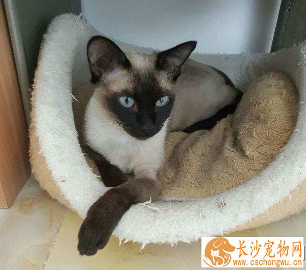 暹罗猫打滚是什么意思 暹罗猫打滚的常见两个含义