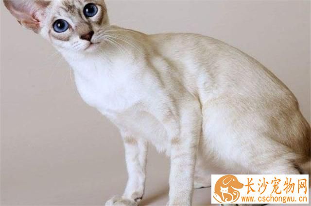 暹罗猫吃什么猫粮比较好 给暹罗猫如何挑选猫粮