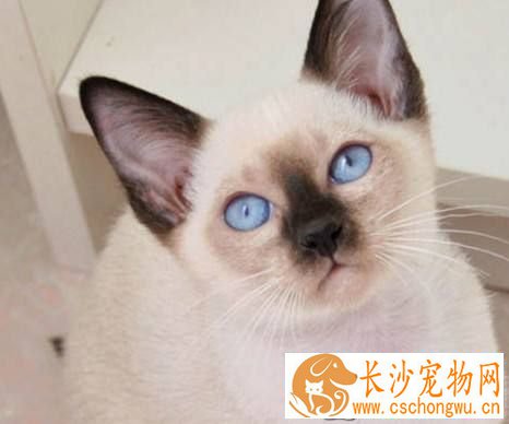 暹罗猫肚子很胀  暹罗猫肚子胀怎么回事