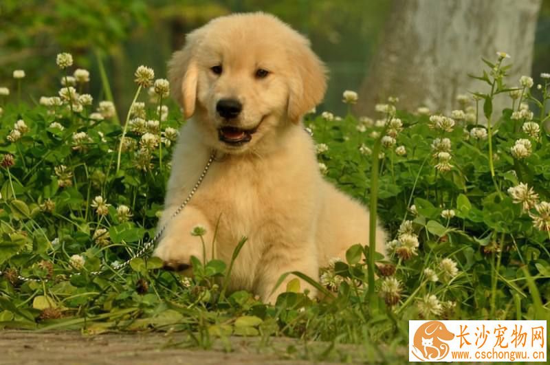 金毛幼犬拉稀 金毛幼犬拉稀怎么办