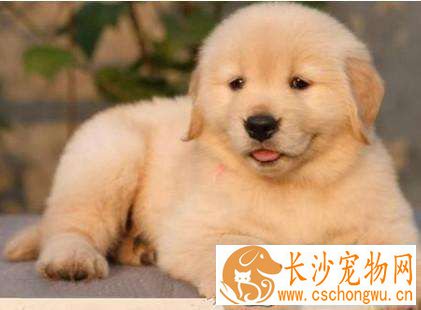 金毛幼犬怎么喂养 喂养金毛幼犬需要注意哪些