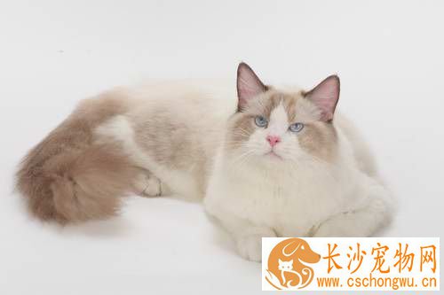 布偶猫不满耳什么意思 布偶猫满耳好吗