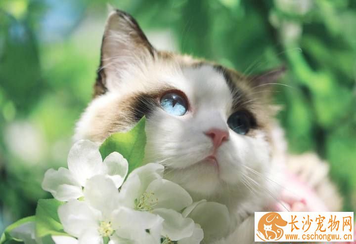 布偶猫能吃草莓吗 布偶猫可以吃什么水果