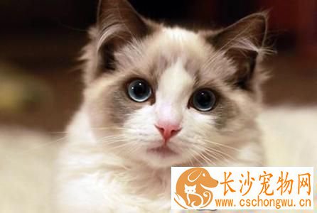 布偶猫怎么溜 布偶猫可以溜吗