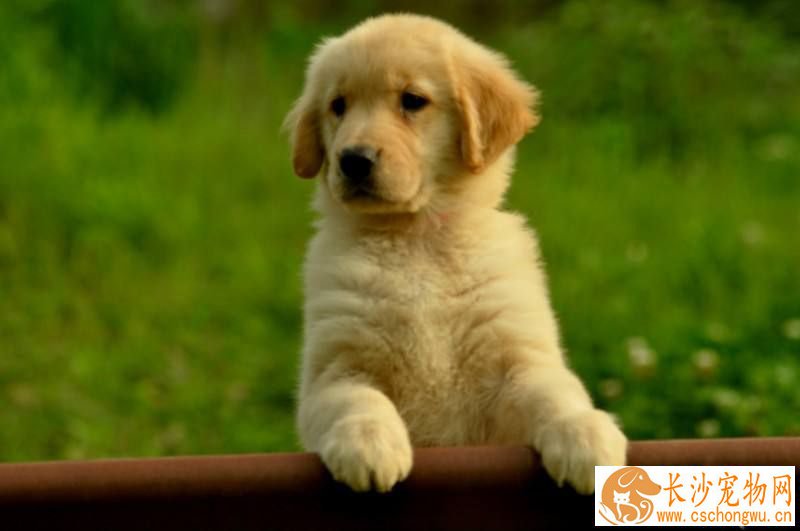 金毛幼犬可以吃火腿肠吗  金毛幼犬吃什么好