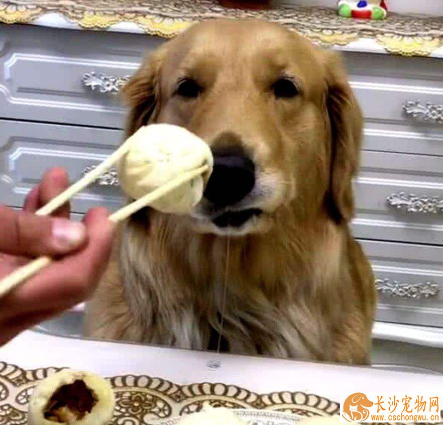 金毛能吃什么水果 金毛吃水果要注意什么