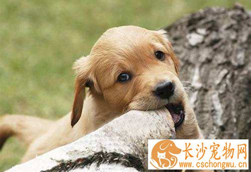 金毛幼犬打嗝怎么回事 金毛幼犬打嗝需要注意哪些