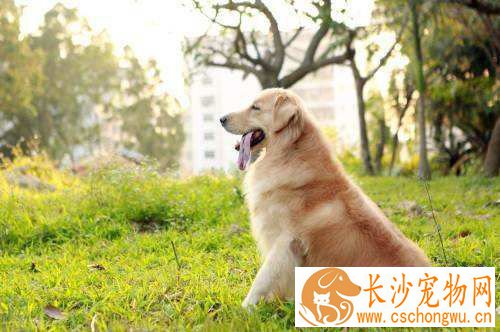 金毛吃什么补钙  金毛最佳的补钙食物