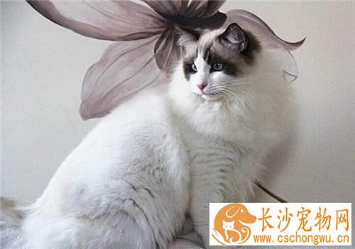 布偶猫不满背不值钱吗 满背的布偶猫比不满背的贵吗
