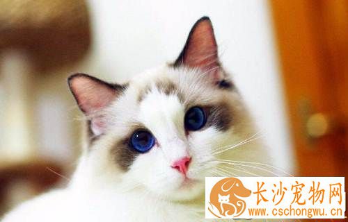 布偶猫满背什么意思 满背的布偶猫好吗