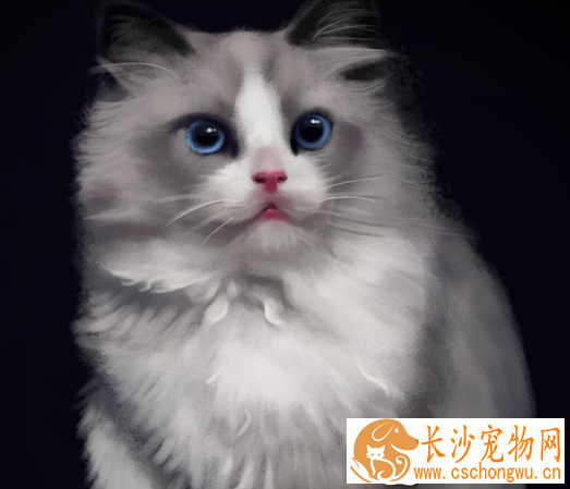 布偶猫不满背会遗传吗 布偶猫满背是什么意思