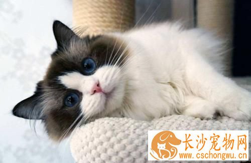 布偶猫绝育多长时间有什么措施 布偶猫发情怎么办