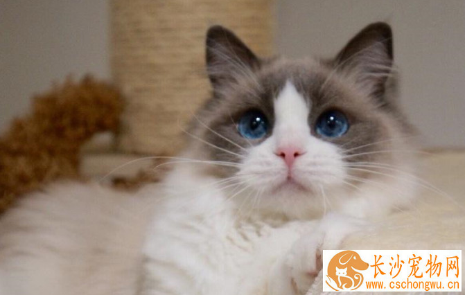 布偶猫不做绝育有什么影响 是不是就会生一窝小猫