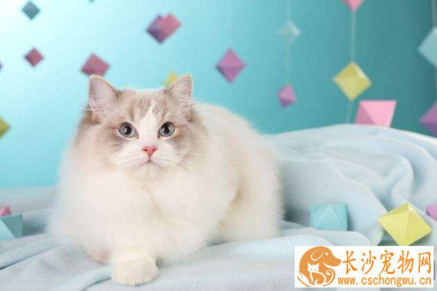布偶猫失格标准 布偶猫原来这么多“选美”标准