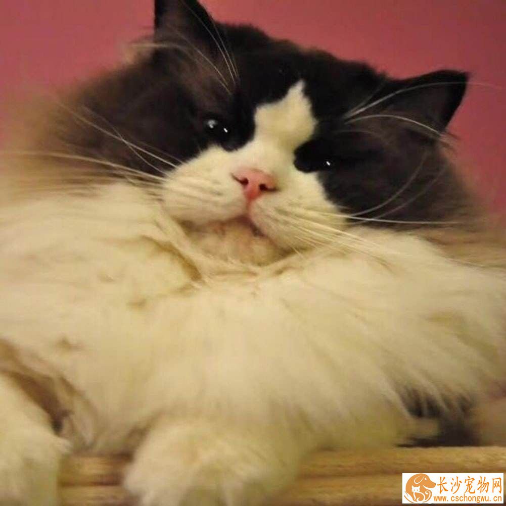 布偶猫屁股很臭怎么回事  布偶猫解决屁股臭的三大方法