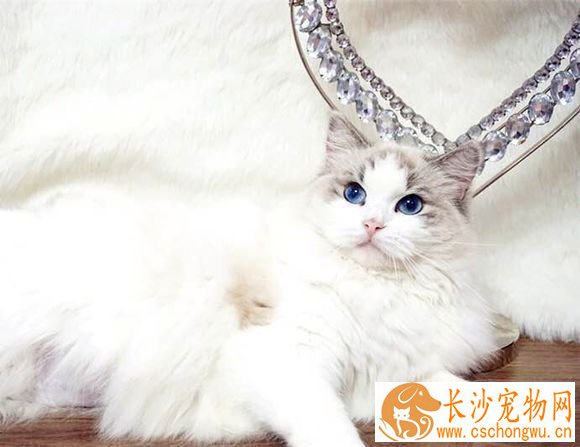 布偶猫眼睛小怎么回事 布偶猫眼睛小的原因原来是这样