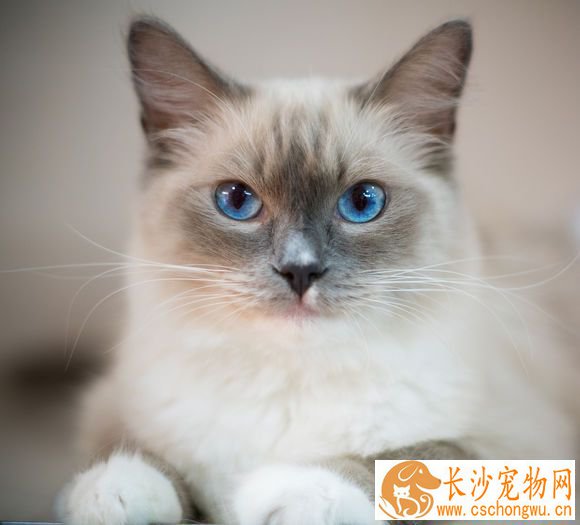 布偶猫毛打结怎么办 解决布偶猫毛打结的两大方法