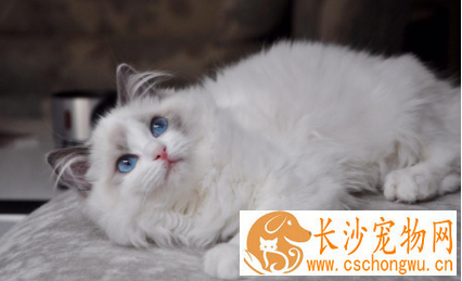 布偶猫手套色什么意思 布偶猫的种类原来有这么多