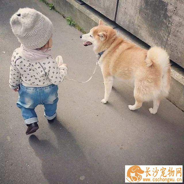 柴犬吃什么狗粮好呢 常规通用型狗粮即可