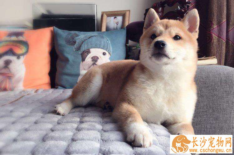 柴犬多大开始掉毛 一般成年后每年都会掉毛一到两次