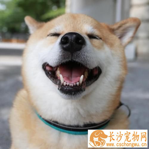 柴犬不喜欢摇尾巴 原来它有特别的肢体语言