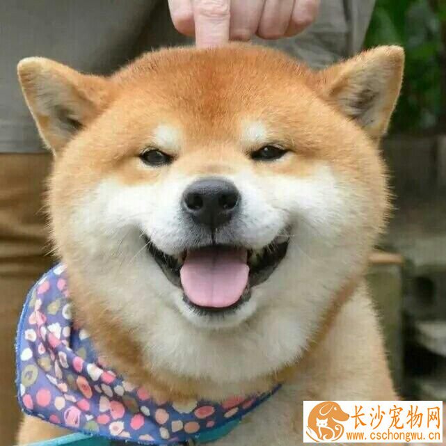 柴犬的特点  柴犬的特点居然这么多
