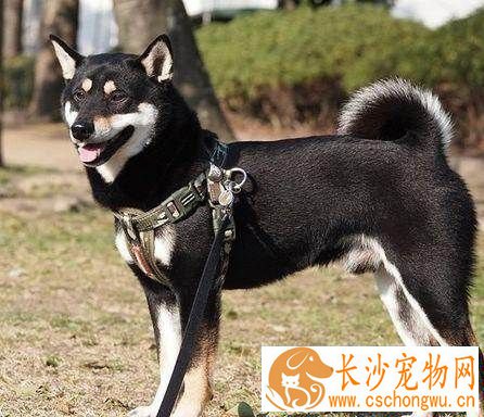 柴犬怀孕多久肚子变大 一般在两到三周后便会明显了