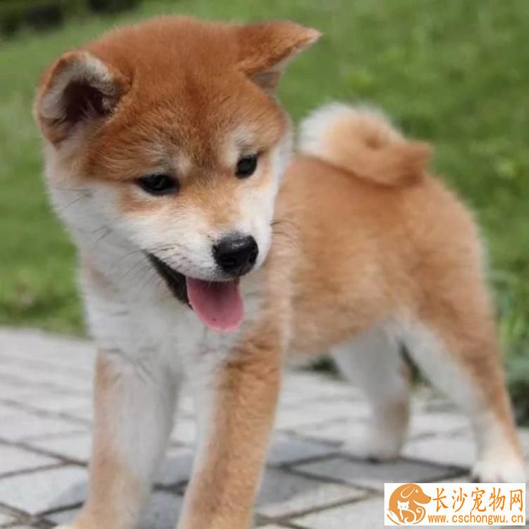 柴犬如何辨别真假 请注意以下四点