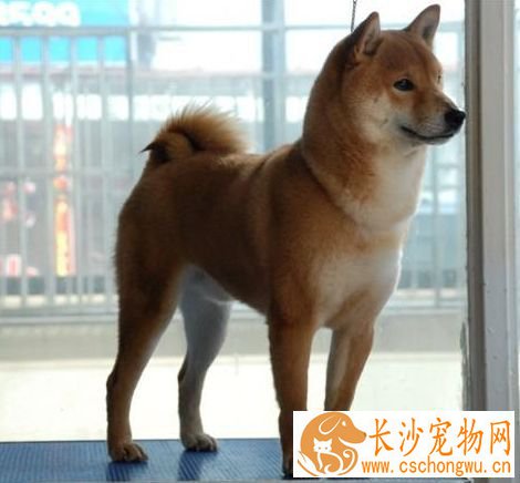 柴犬不好养的理由 没想到柴犬居然这么难养