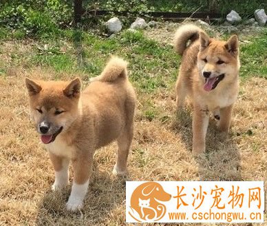 柴犬喜欢咬东西吗 进入磨牙期的狗狗会咬东西