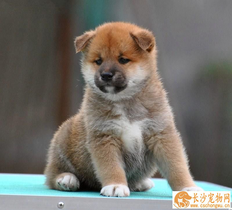 柴犬毛色护理 柴犬毛发护理的几个要素