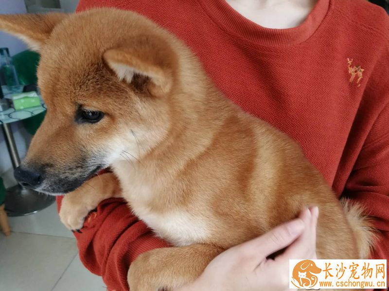 柴犬多大定型 一般大约在一岁的时候定型