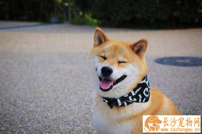 柴犬不能吃什么药 用于毒杀狗的药是最不能吃的